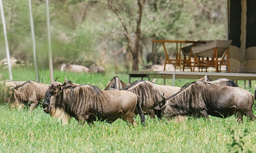3 Days Tanzania Luxury Lodge Trip